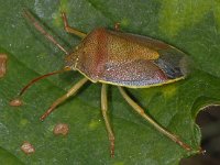 Piezodorus lituratus #05101 : Piezodorus lituratus, Gorse shieldbug, Bremschildwants