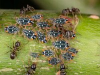 Pterocomma salicis 4, Bonte wilgentakluis, Saxifraga-Luc Hoogenstein : Lunetten