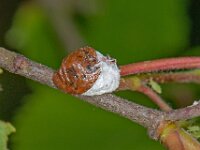 Pulvinaria vitis