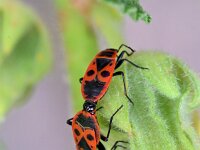 Pyrrhocoris apterus 14, Vuurwants, Saxifraga-Tom Heijnen
