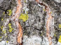 Pyrrhocoris apterus 28, Vuurwants, Saxifraga-Luc Hoogenstein : Lunetten