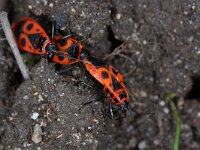 Pyrrhocoris apterus 31, Vuurwants, Saxifraga-Luc Hoogenstein : Lunetten