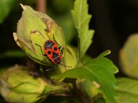 Pyrrhocoris apterus 33, Vuurwants, Saxifraga-Tom Heijnen
