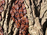 Pyrrhocoris apterus 5, Vuurwants, Saxifraga-Rutger Barendse