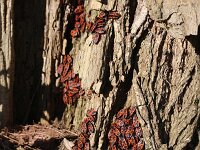 Pyrrhocoris apterus 6, Vuurwants, Saxifraga-Rutger Barendse