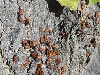 Firebugs (Pyrrhocoris apterus), nymphs and adults on bark of Lime tree (Tilia sp.)  Firebugs (Pyrrhocoris apterus), nymphs and adults on bark of Lime tree (Tilia sp.) : firebug, firebugs, Pyrrhocoris apterus, nymph, nymphs, adult, adults, imago, bark, Lime tree, Tilia sp, tree, insect, insects, bug, bugs, Heteroptera, red, black, dot, dots, wildlife, animal, wild animal, common, color, colorful, beauty, beautiful, beauty in nature, nature, natural, outside, outdoors, nobody, no people, summer, summertime, august, Netherlands, Europe, tilia