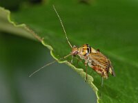 Rhabdomiris striatellus 5, Gestreepte eikenblindwants, Saxifraga-Ab H Baas