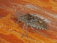 Rhaphigaster nebulosa 4, Grauwe schildwants, Saxifraga-Ab H Baas