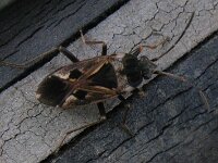 Rhyparochromus vulgaris