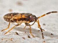 Scolopstethus nimf sp 2, Saxifraga-Ab H Baas