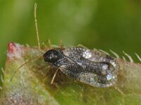 Stephanitis takeyai 2, Saxifraga-Ab H Baas