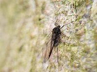 Tuberolachnus salignus 4, Dromedarisluis, Saxifraga-Ben Delbaere