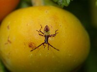 Acanthosoma haemorrhoidale