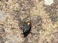 Aphanus rolandri 2, Rolanders rookwants, Saxifraga-Ben Delbaere