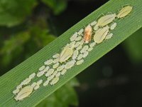 Bladluis groen #09301 : Aphids, Plant lice, Bladluis