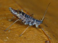 Bladluis spec #10400 : Aphids, Plant lice, Bladluis
