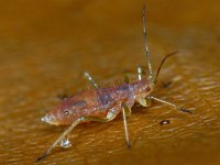 Bladluis spec #10432 : Aphids, Plant lice, Bladluis