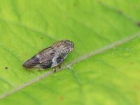 Aphrophora alni 7, Saxifraga-Tom Heijnen