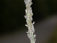 Brevicoryne brassicae 3, Melige koolluis, Saxifraga-Luk Hoogenstein : Lunetten