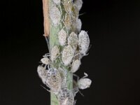 Brevicoryne brassicae 4, Melige koolluis, Saxifraga-Luk Hoogenstein : Lunetten