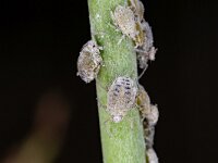 Brevicoryne brassicae 5, Melige koolluis, Saxifraga-Luk Hoogenstein : Lunetten