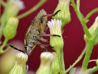 Carpocoris purpureipennis 9, Knoopkruidschildwants, Saxifraga-Tom Heijnen