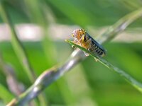 Cicadella viridis 17, Groene rietcicade, Saxifraga-Tom Heijnen