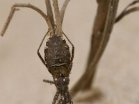 Coranus subapterus 2, Kortvleugelige roofwants, Foto Fitis-Sytske Dijksen