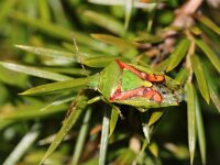Cyphostethus tristriatus 4, Jeneverbeskielwants, Saxifraga-Foto Fitis-Sytske Dijksen