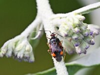 Deraeocoris ruber 11, Rode halsbandwants, Saxifraga-Tom Heijnen