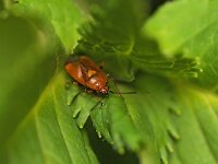 Deraeocoris ruber 12, Rode halsbandwants, Saxifraga-Tom Heijnen