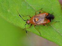 Deraeocoris ruber 14, Rode halsbandwants, Saxifraga-Tom Heijnen