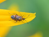 Deraeocoris ruber 16, Rode halsbandwants, Saxifraga-Tom Heijnen