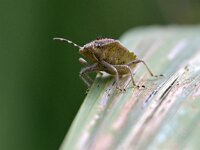 Dolycoris baccarum 22, Bessenschildwants, Saxifraga-Tom Heijnen