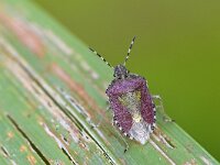 Dolycoris baccarum 23, Bessenschildwants, Saxifraga-Tom Heijnen