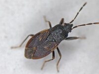 Drymus brunneus #14205 : Drymus brunneus, male