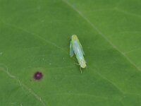 Empoasca sp 3, Saxifraga-Tom Heijnen