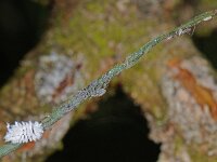 Eulachnus agilis