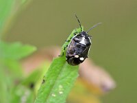 Eurydema oleracea 8, Koolwants, Saxifraga-Tom Heijnen