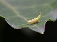 Fieberiella florii 6, Zuidelijke struik tsaar, Saxifraga-Tom Heijnen