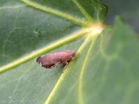 Fieberiella florii 7, Zuidelijke struik tsaar, Saxifraga-Tom Heijnen