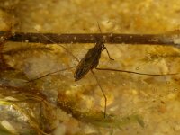 Gerris lacustris 5, Schaatsenrijder, Saxifraga-Kees Marijnissen