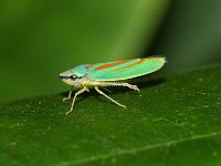 Graphocephala fennahi 13, Rhododendroncicade, Foto Fitis-Sytske Dijksen