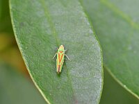 Graphocephala fennahi 20, Rhododendroncicade, Saxifraga-Tom Heijnen