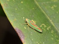 Graphocephala fennahi 22, Rhododendroncicade, Saxifraga-Tom Heijnen
