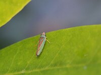 Graphocephala fennahi 24, Rhododendroncicade, Saxifraga-Tom Heijnen