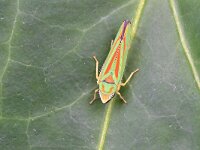 Graphocephala fennahi 28, Rhododendroncicade, Saxifraga-Tom Heijnen