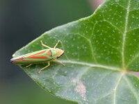 Graphocephala fennahi 29, Rhododendroncicade,  Saxifraga-Tom Heijnen