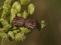 Graphosoma italicum 6, Pyjamaschildwants, Saxifraga-Jan van der Straaten
