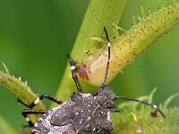Halyomorpha halys 2, Bruingemarmerde schildwants, Saxifraga-Tom Heijnen